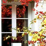 Bed & Breakfast Edera Rossa *